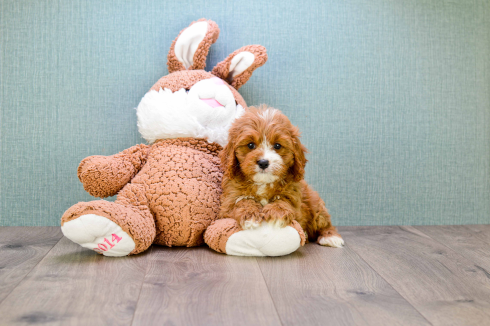 Adorable Cavoodle Poodle Mix Puppy