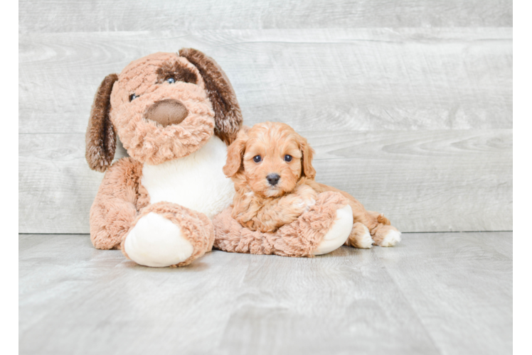 Friendly Cavapoo Baby