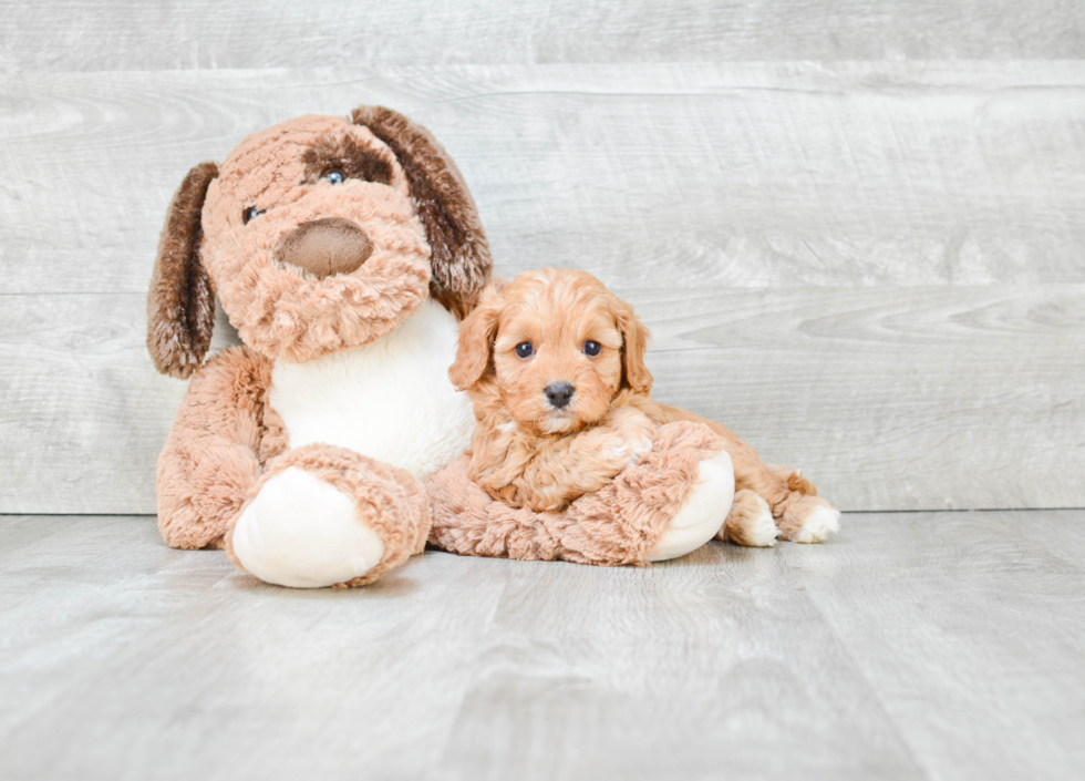 Friendly Cavapoo Baby