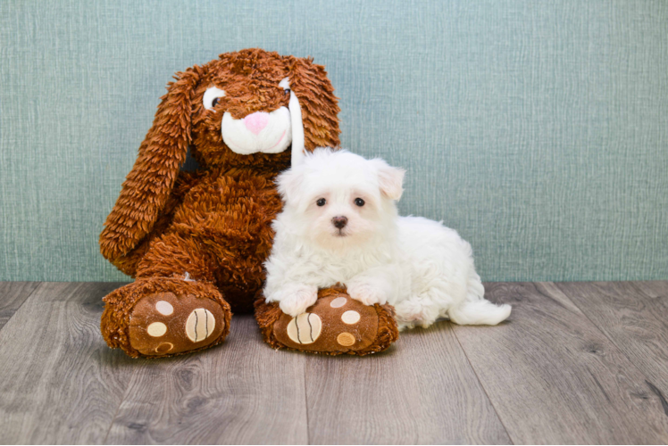 Playful Maltese Purebred Pup