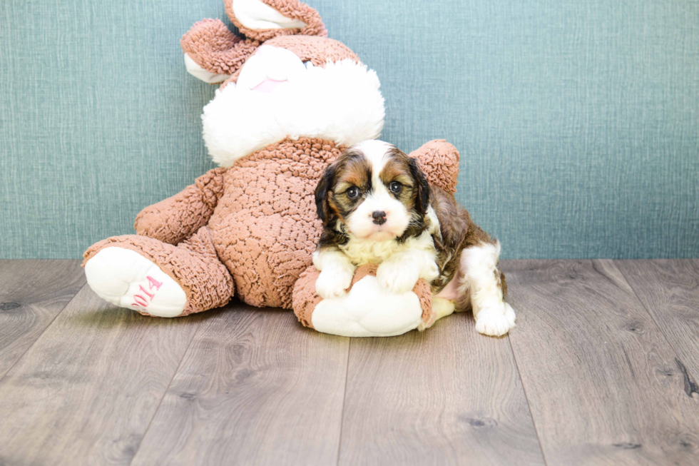 Meet Carly - our Cavachon Puppy Photo 