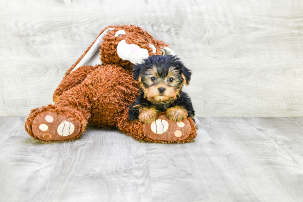 Meet Diddy - our Yorkshire Terrier Puppy Photo 