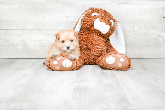 Friendly Morkie Baby