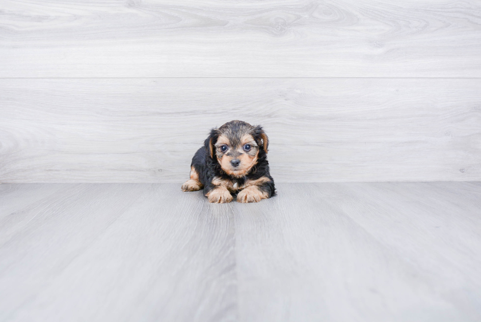 Yorkie Poo Puppy for Adoption