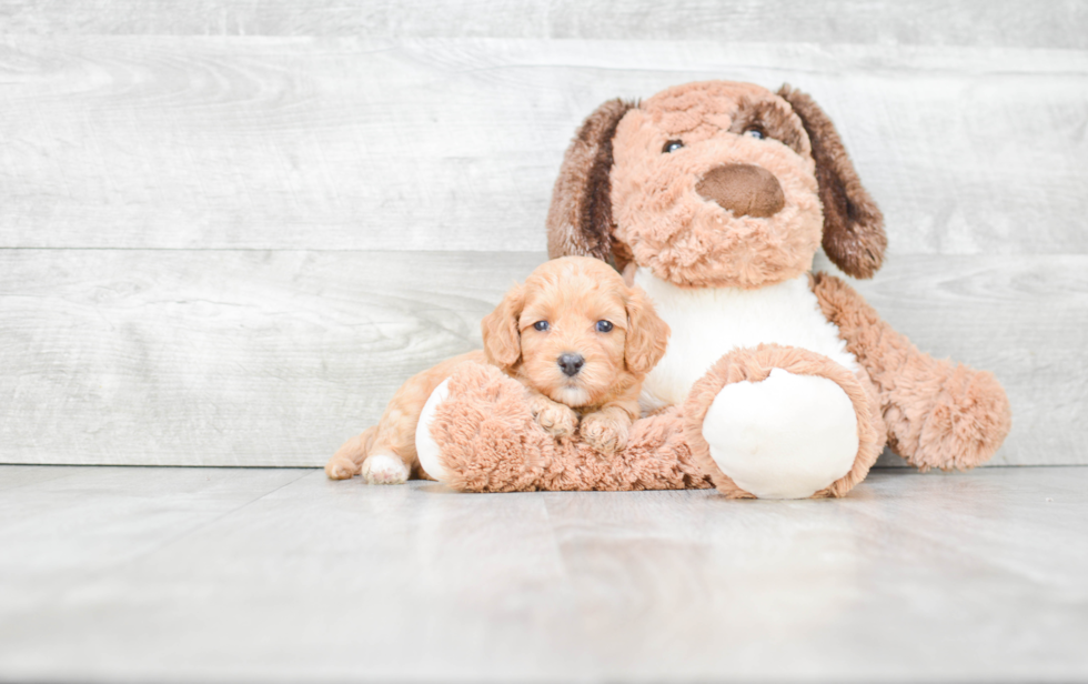 Happy Cavapoo Baby