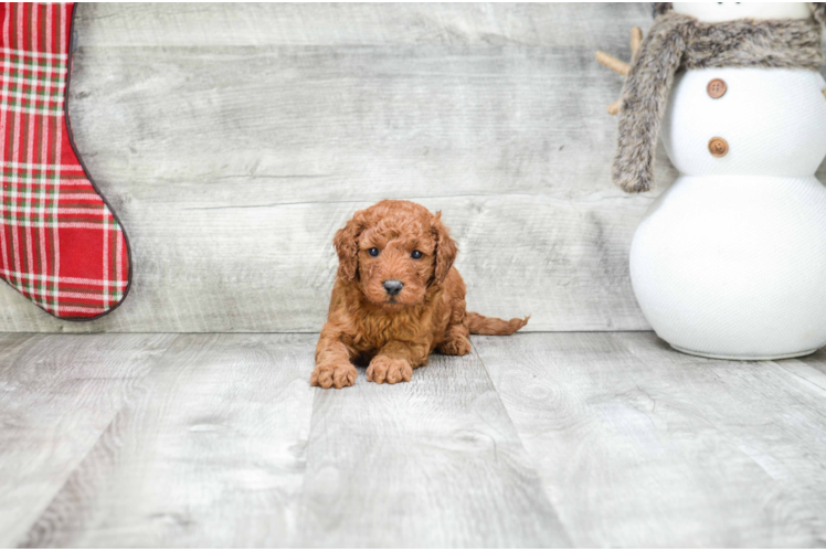 Hypoallergenic Golden Retriever Poodle Mix Puppy