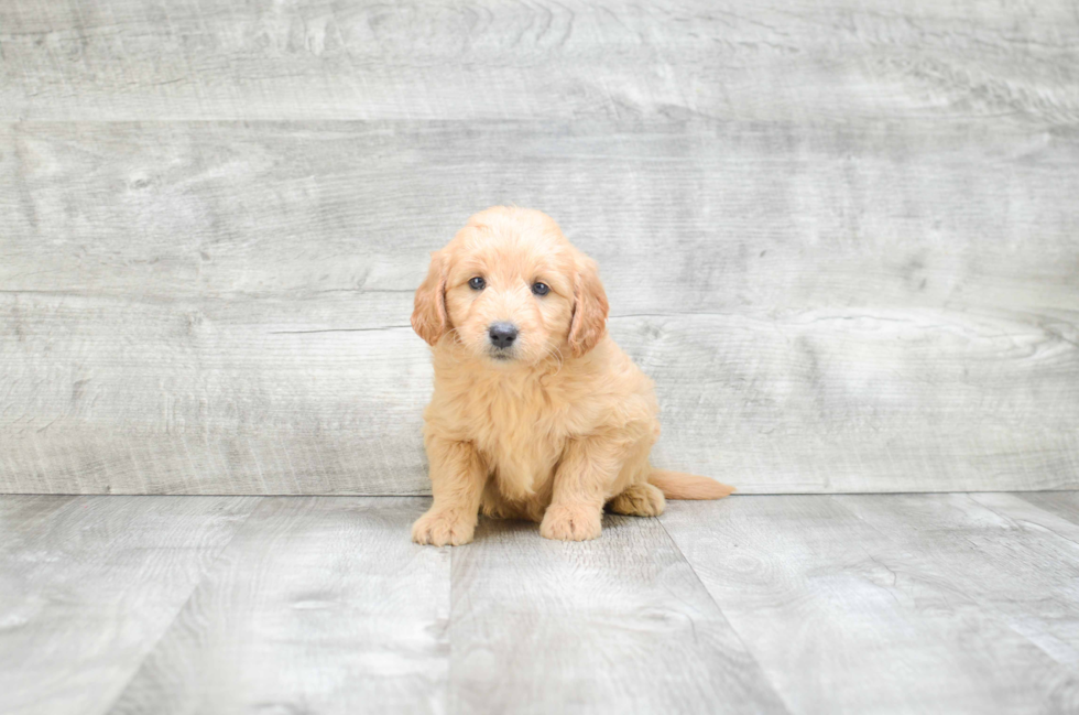 Mini Goldendoodle Puppy for Adoption