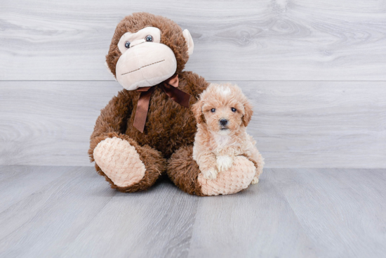 Maltipoo Pup Being Cute