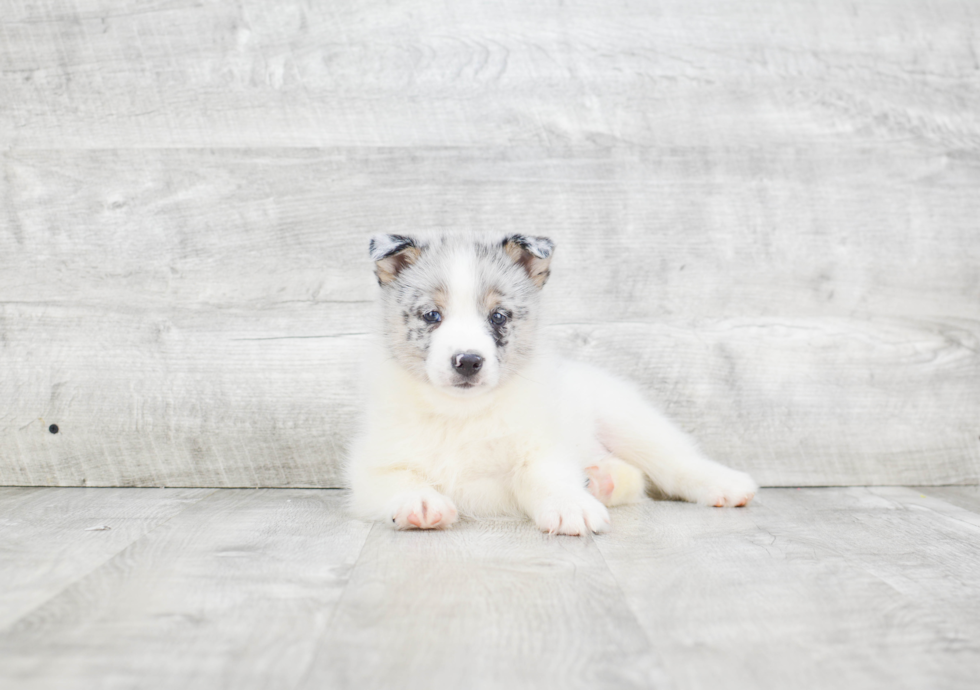 Playful Mini Husky Designer Puppy