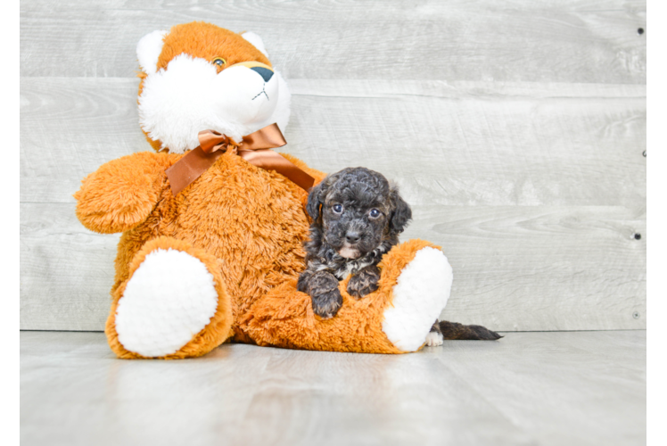 Maltipoo Pup Being Cute