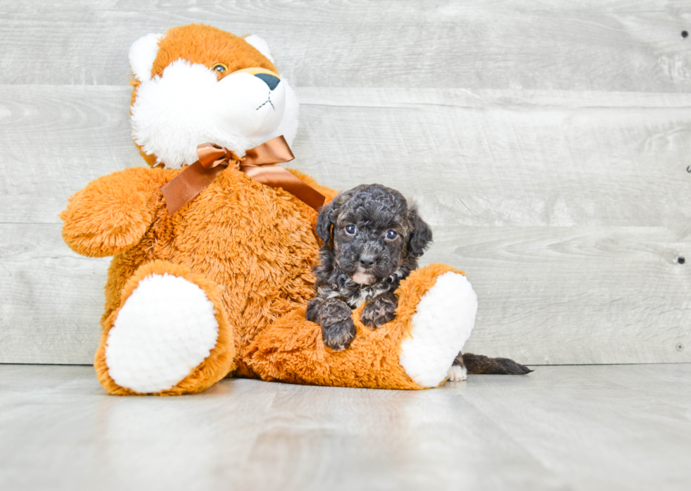 Maltipoo Pup Being Cute