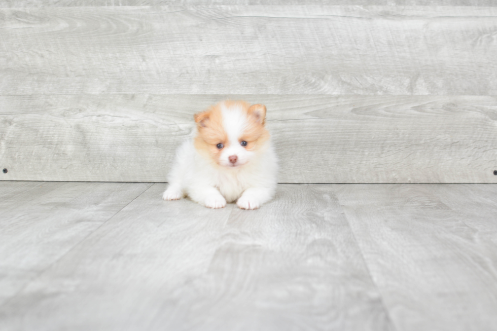 Hypoallergenic Pomeranian Purebred Pup