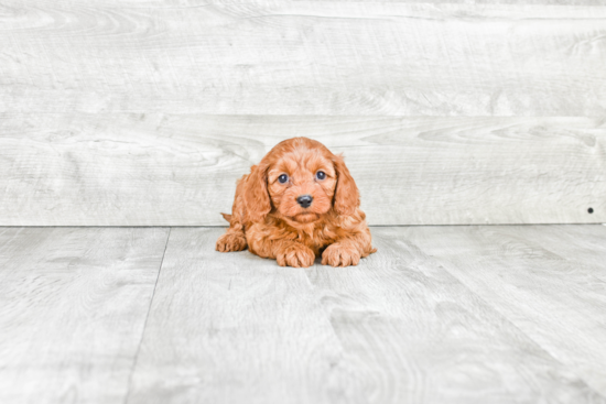 Cavapoo Pup Being Cute