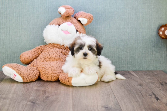 Funny Havanese Baby