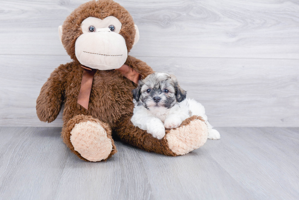 Smart Teddy Bear Designer Pup