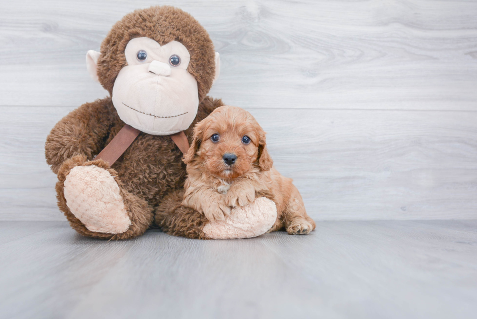 Cute Cavapoo Baby