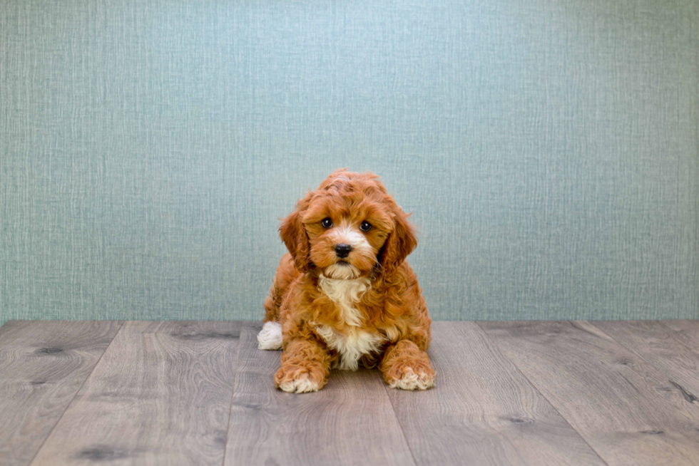 Adorable Cavoodle Poodle Mix Puppy