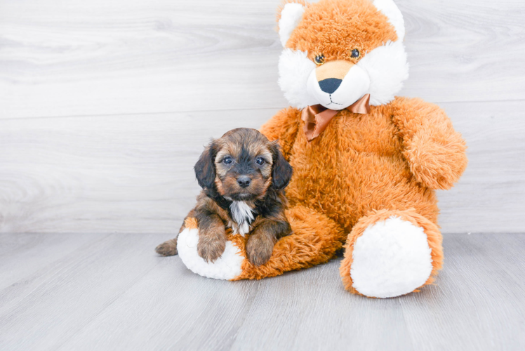 Cute Mini Doxiedoodle Mix Pup