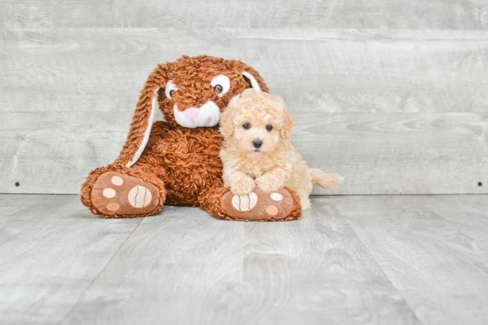 Maltipoo Pup Being Cute