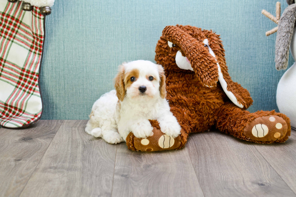 Cavapoo Puppy for Adoption