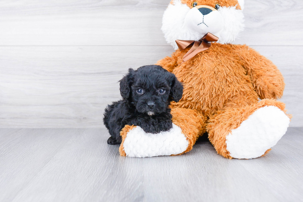 Petite Cavapoo Poodle Mix Pup