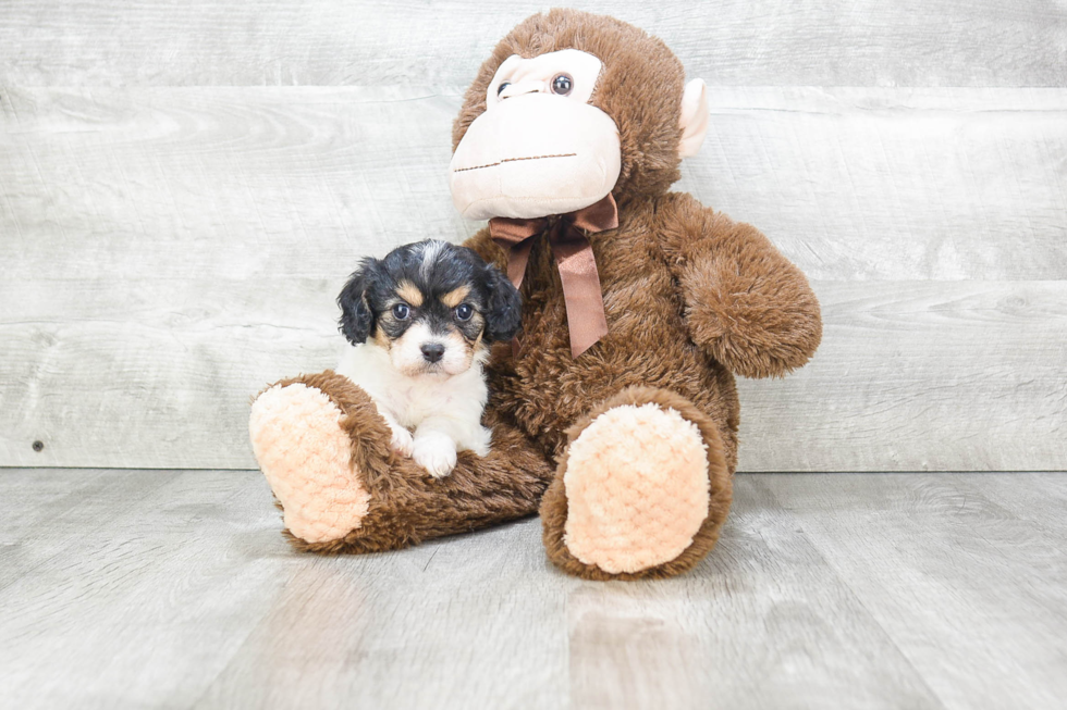 Friendly Cavachon Baby