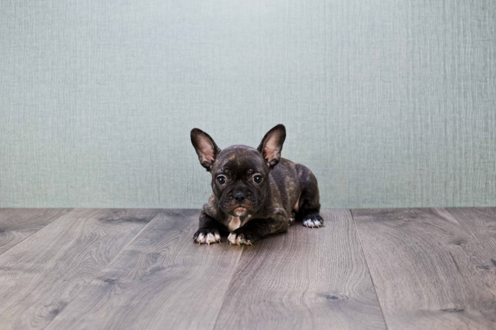 Best French Bulldog Baby