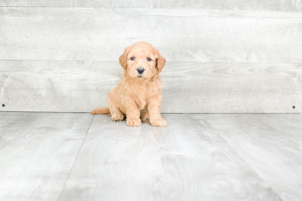 Energetic Golden Retriever Poodle Mix Puppy