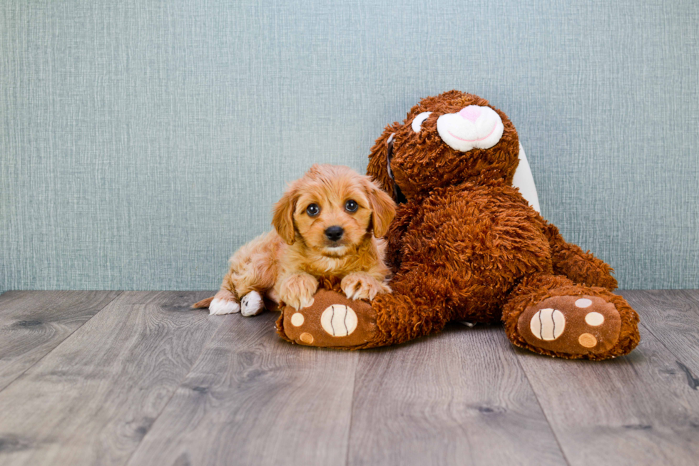 Cavapoo Pup Being Cute