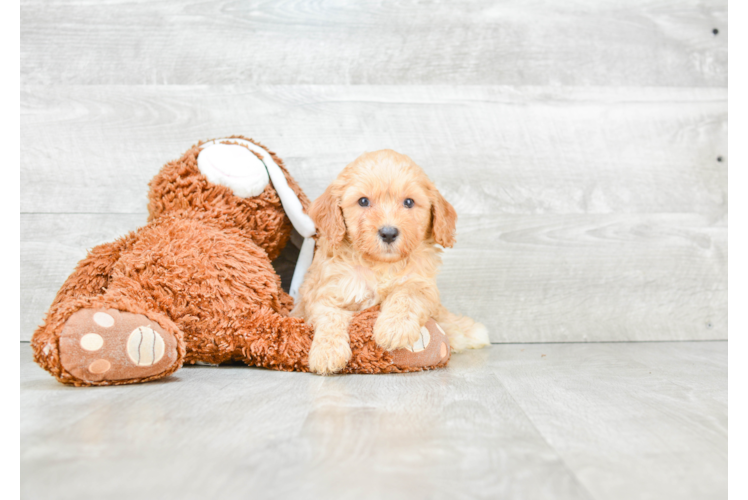 Happy Cavapoo Baby