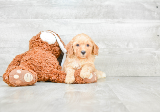 Happy Cavapoo Baby