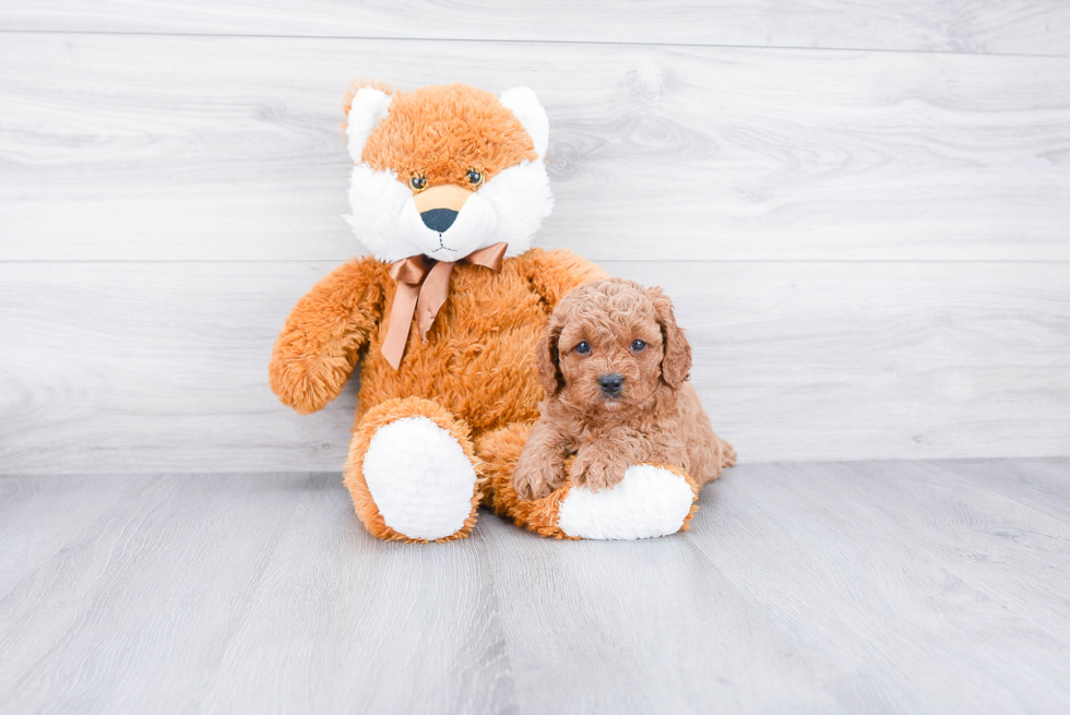 Fluffy Cavapoo Poodle Mix Pup