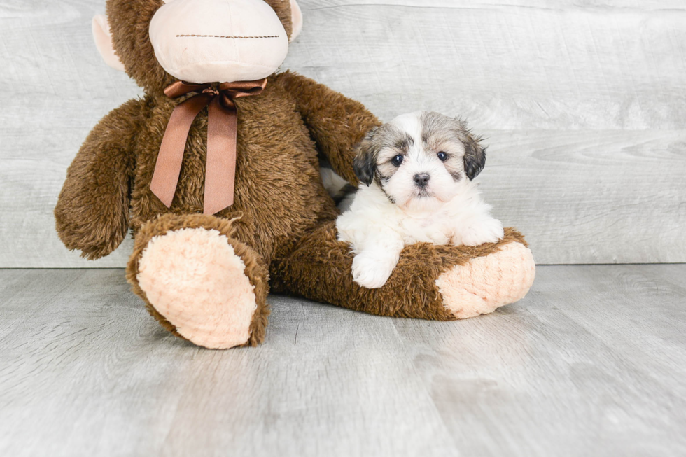 Happy Teddy Bear Baby