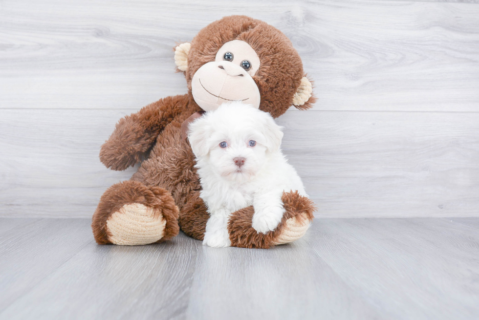 Best Havanese Baby