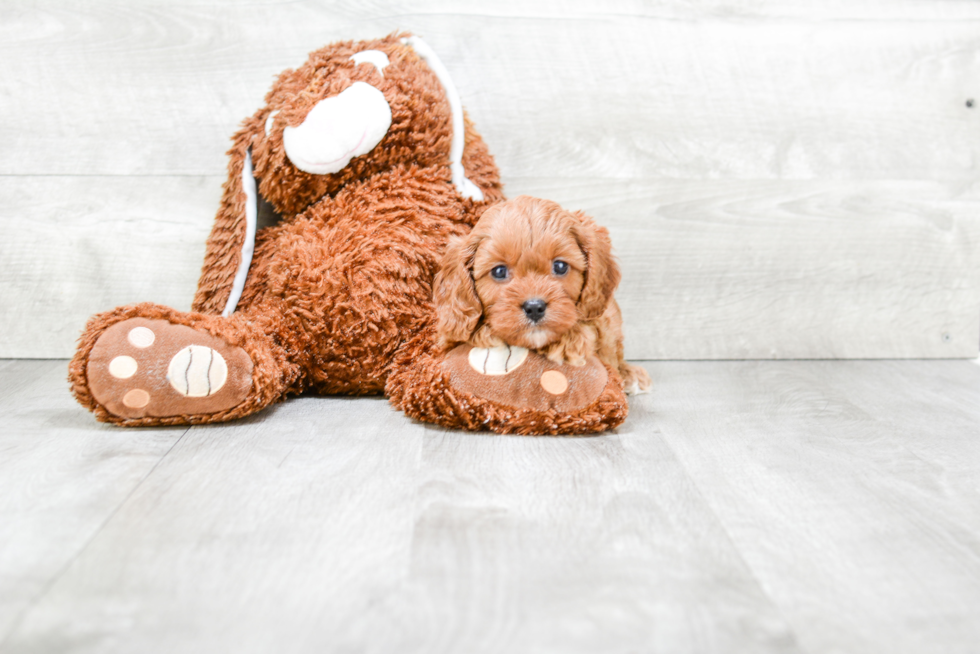 Popular Cavapoo Poodle Mix Pup