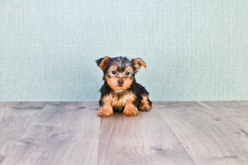 Meet Giselle - our Yorkshire Terrier Puppy Photo 