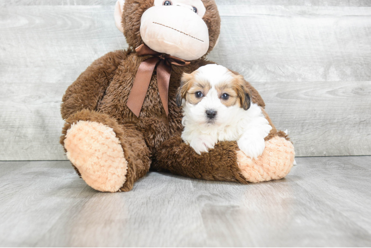 Funny Teddy Bear Designer Pup