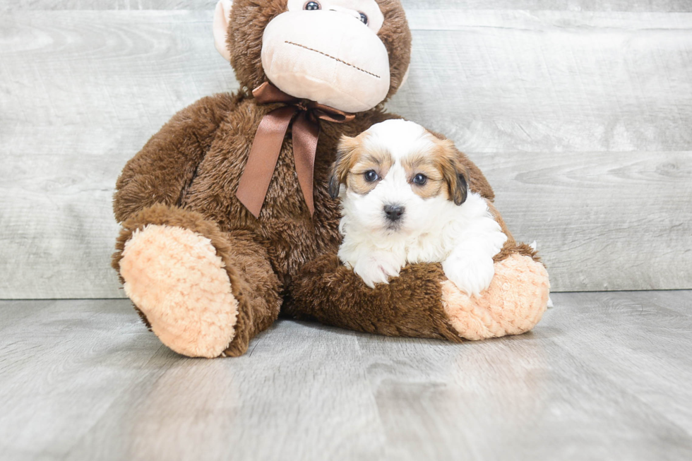 Funny Teddy Bear Designer Pup