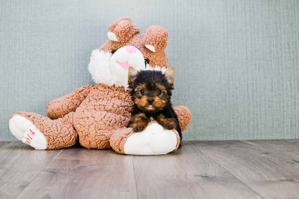 Meet Trigger - our Yorkshire Terrier Puppy Photo 