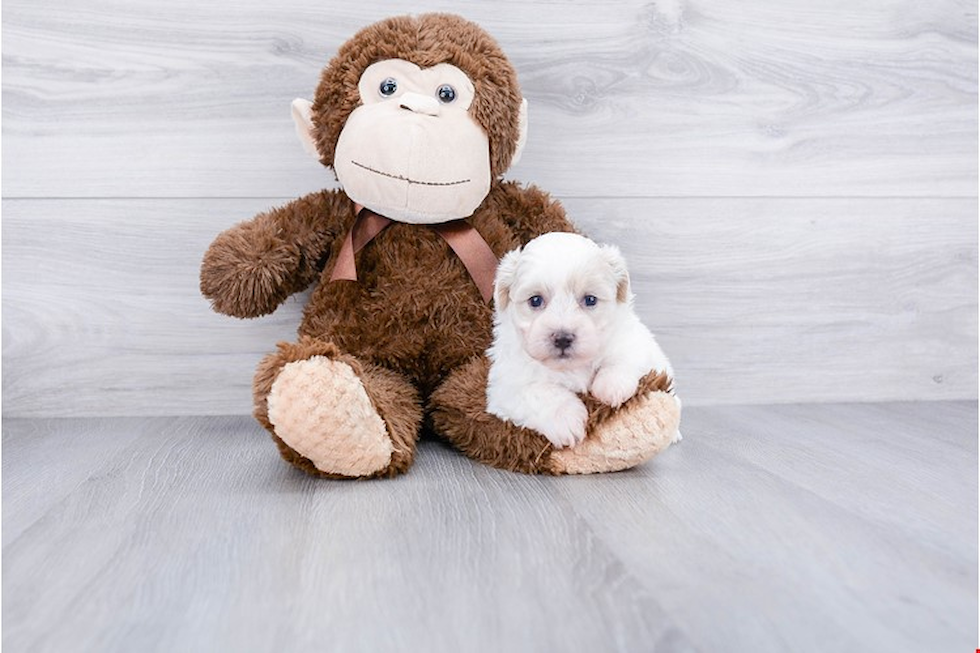 Fluffy Teddy Bear Designer Pup