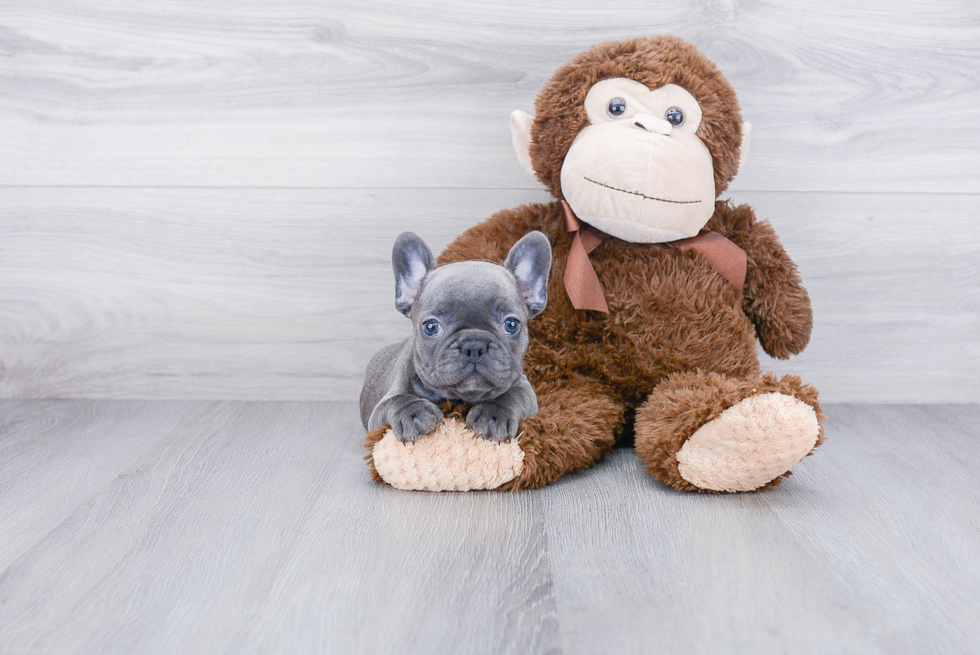 French Bulldog Puppy for Adoption