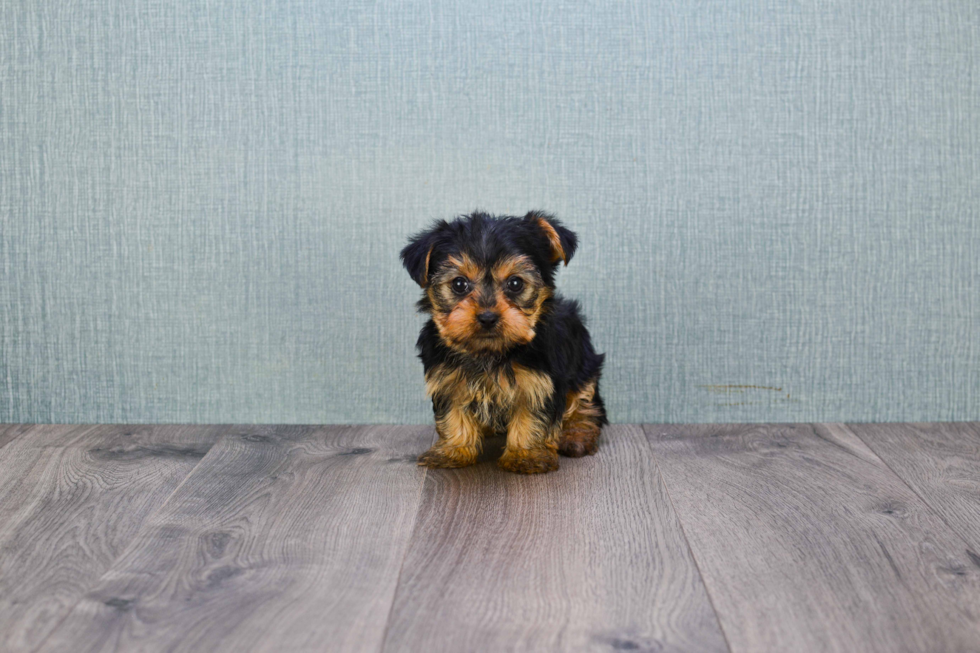 Meet Nugget - our Yorkshire Terrier Puppy Photo 