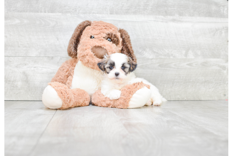 Teddy Bear Pup Being Cute