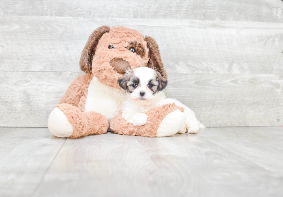 Teddy Bear Pup Being Cute