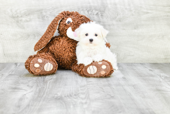 Playful Maltese Purebred Pup