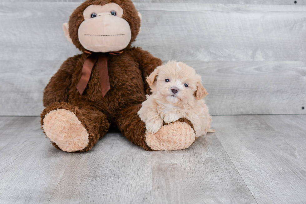 Happy Maltipoo Baby