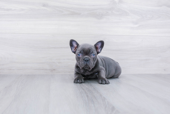 Best French Bulldog Baby