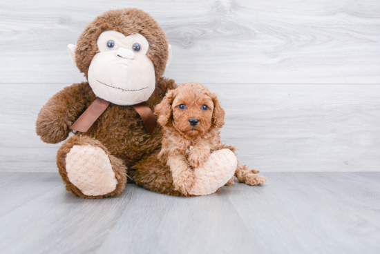 Cavapoo Puppy for Adoption