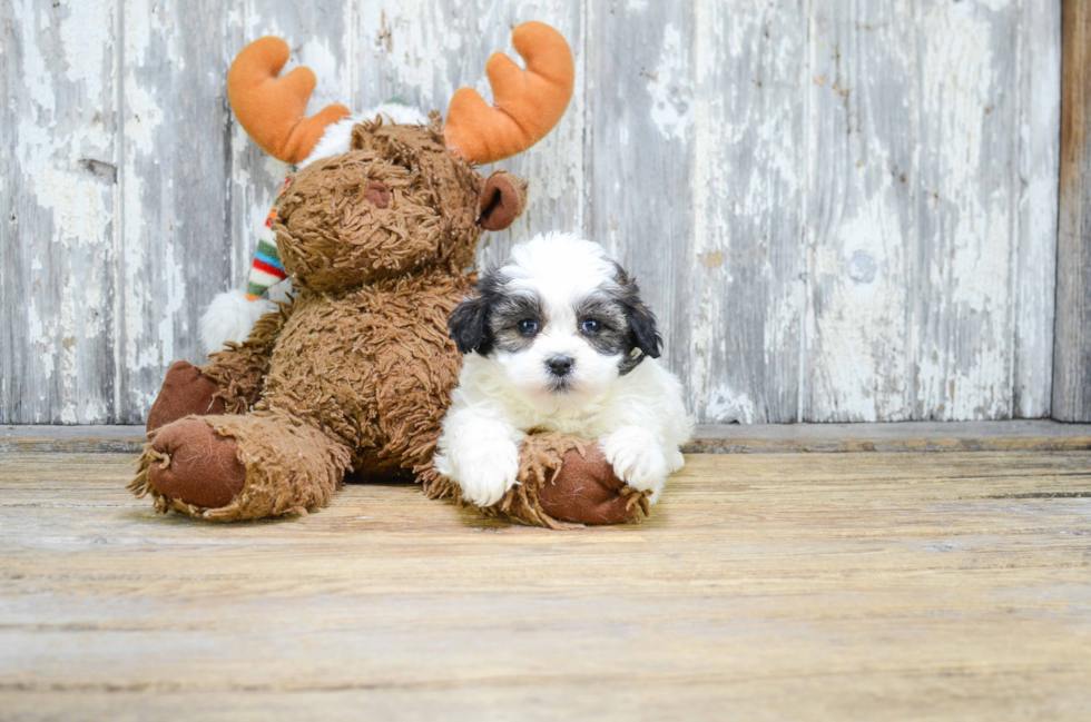 Small Teddy Bear Baby