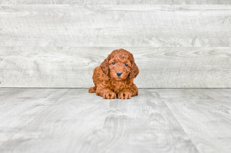 Mini Goldendoodle Pup Being Cute